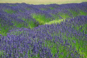 Lavender Fields with Horizon